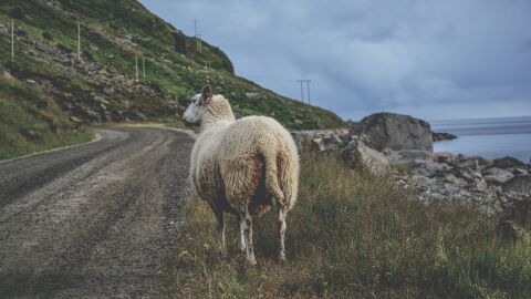 Adelantar animales en carretera Adelantar animales en carretera