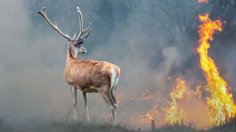 Incendio forestal
