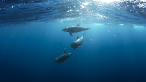 Delfines Delfines