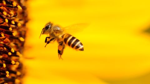 Ayudando a las abejas: el gran gesto de este santuario que ha emocionado a las redes Abeja