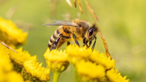 Abeja recolectando polen Abeja recolectando polen