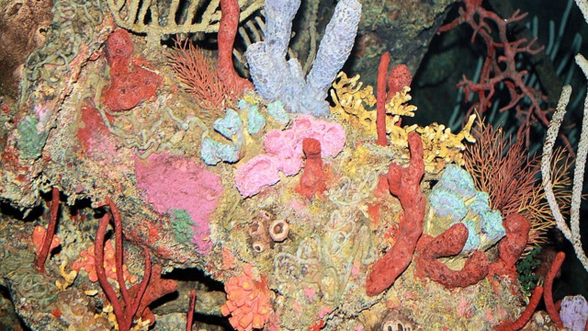 Arrecife de coral