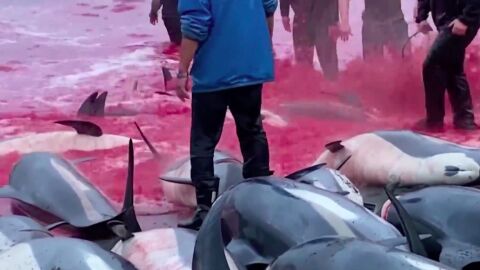 Matanza delfines 
