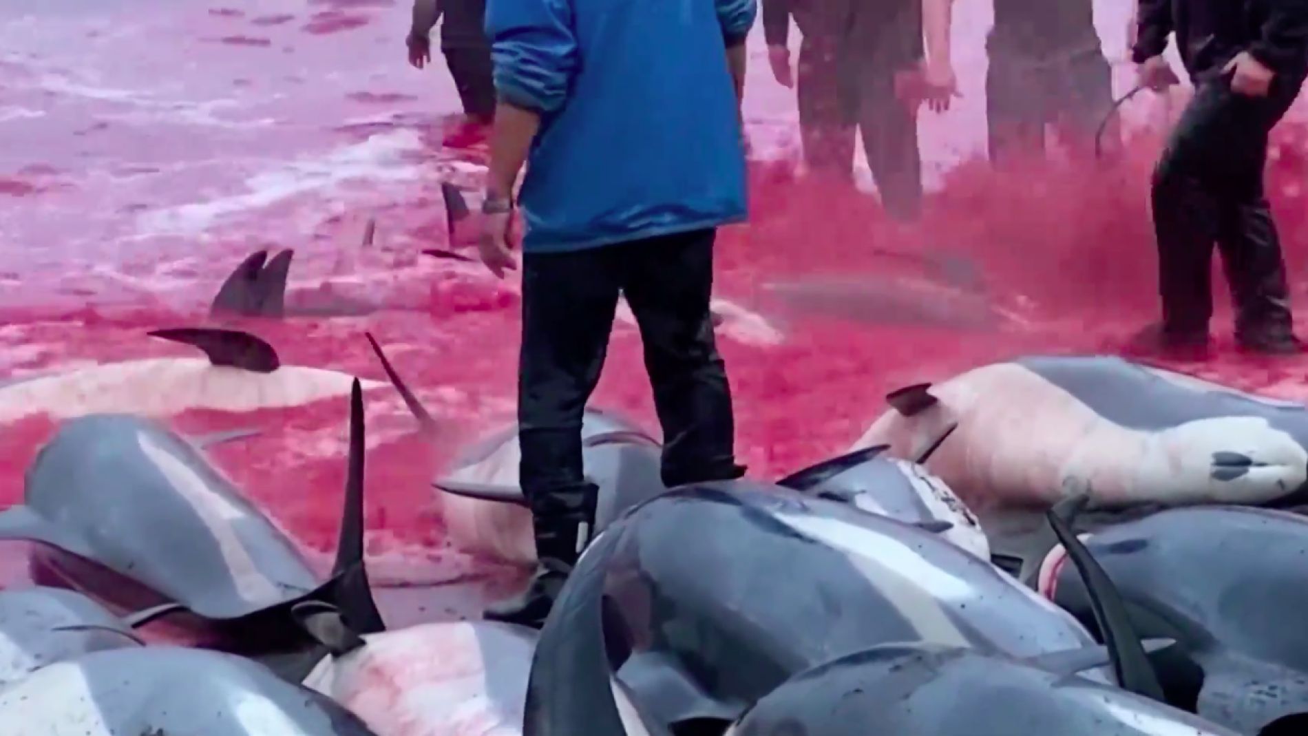 Matanza delfines