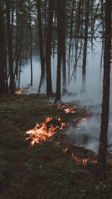 Incendio forestal