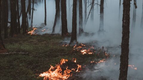 Incendio forestal