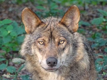 Prohibida la caza del lobo ibérico