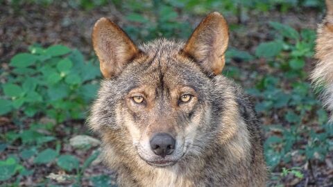 Prohibida la caza del lobo ib&eacute;rico