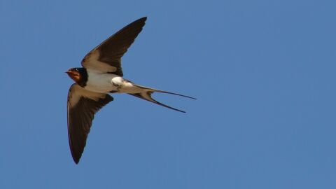 Golondrina com&uacute;n