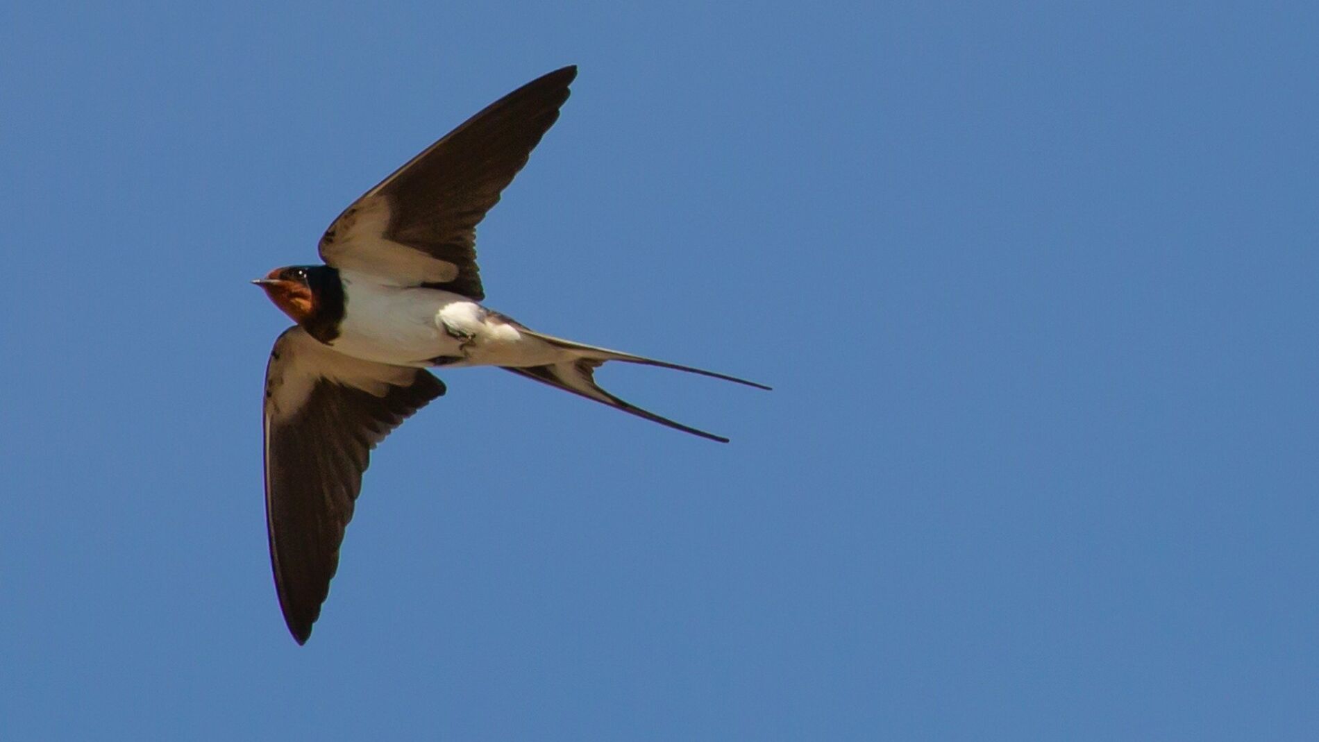 Golondrina común