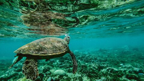 Tortuga bajo el mar Tortuga bajo el mar