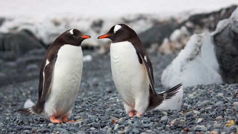 Ping&uuml;inos de la Ant&aacute;rtida