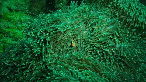 Ecosistema marino