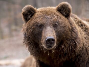 El cambio climático pone en peligro la hibernación de los osos pardos