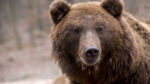 El cambio clim&aacute;tico pone en peligro la hibernaci&oacute;n de los osos pardos
