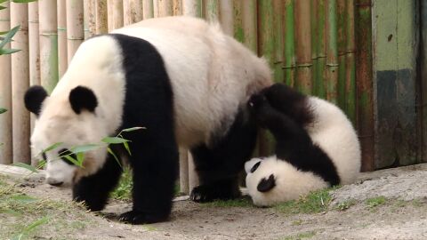 Un paseo por el Zoo de Madrid para conocer como se preproducen los pandas gigantes y c&oacute;mo se evac&uacute;an leones en caso de emergencia