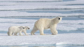 Una poblacion de osos polares desconocida vive aislada con acceso limitado al hielo marino