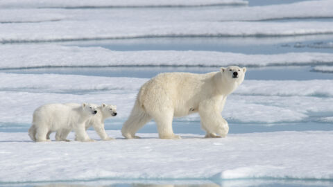 Una poblacion de osos polares desconocida vive aislada con acceso limitado al hielo marino