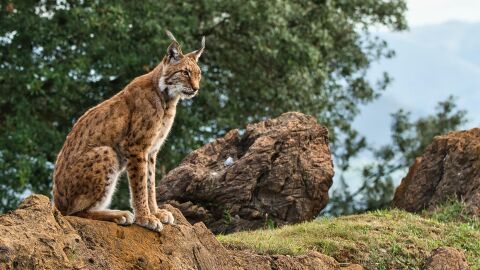 Un ejemplar de lince ibérico Un ejemplar de lince ibérico
