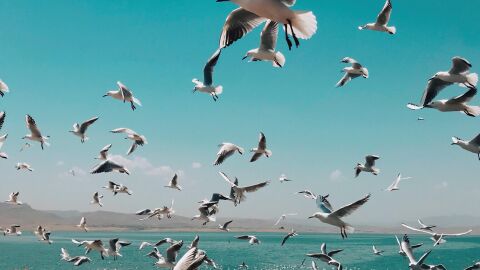 Aves marinas sobrevolando la costa