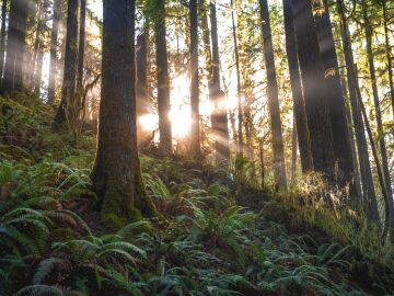 El derecho a un medio ambiente sano, reconocido como derecho humano universal 