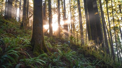 Bosque y helechos con el sol de fondo