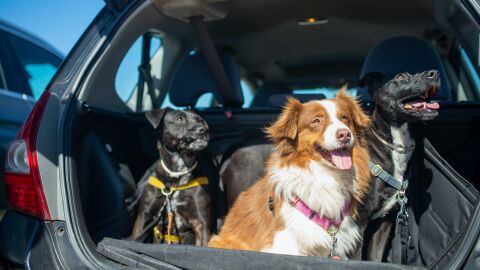 Perros subidos en maletero de coche familiar