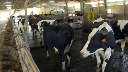 Los purines contaminan el 23% de las aguas subterr&aacute;neas