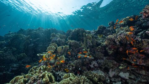 La Gran Barrera del noroeste australiano alcanza niveles récord de corales Arrecife de coral