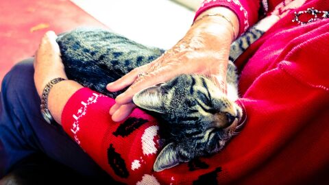 Gato en el regazo de su dueña