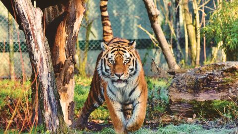 La poblaci&oacute;n de animales silvestres cae un 69% en los &uacute;ltimos 50 a&ntilde;os