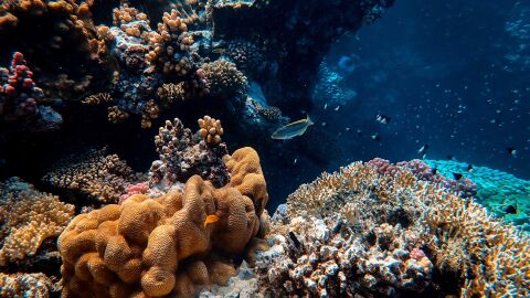 Barrera de coral australiana