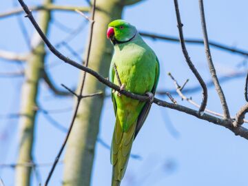 Las cotorras se expanden por la península ibérica ligadas a los hábitats humanos