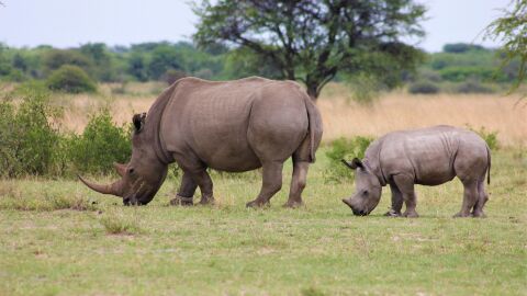 Los10 puntos clave del pacto global sobre biodiversidad de la COP15 Rinocerontes en libertad