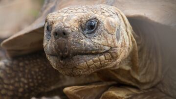 Algunas tortugas y cocodrilos pueden extinguirse en pocos años