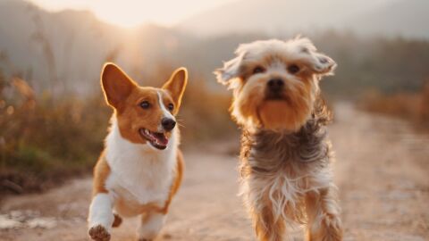 Cu&aacute;ndo entra en vigor la Ley de Bienestar Animal (la que obliga a hacer un curso para tener perro)