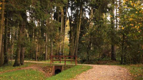 Zona de &aacute;rboles
