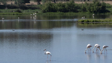 Doñana