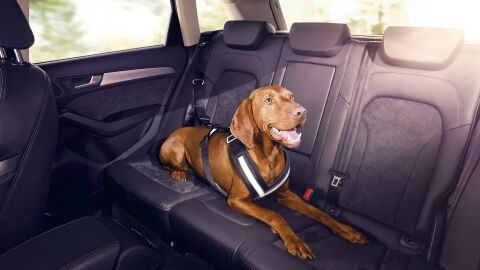 Perro en el coche