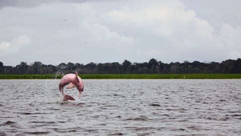 Delf&iacute;n rosa