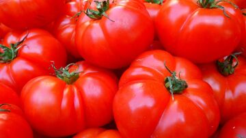 Nueva via para crear tomates resistentes a plantas parasitas sin afectar a su crecimiento