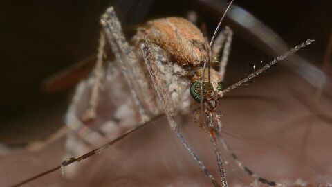 mosquito virus del Nilo mosquito virus del Nilo