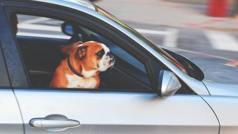 La norma exige más seguridad para las mascotas en el coche La norma exige más seguridad para las mascotas en el coche