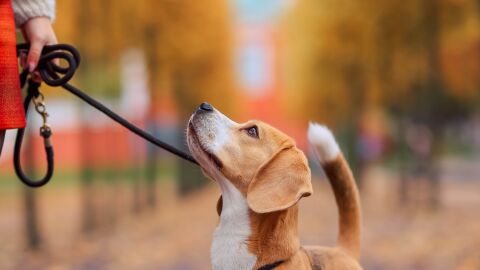 Imagen de archivo de una persona paseando un perro