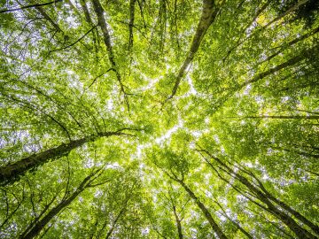 Cuidado de bosques con sello FSC