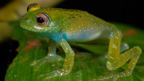 El color de sapos y ranas les ayuda a combatir los cambios ambientales y los pat&oacute;genos