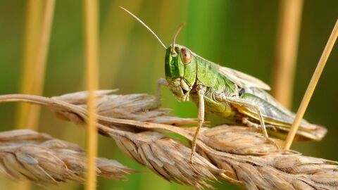 Saltamontes en extinción Saltamontes en extinción