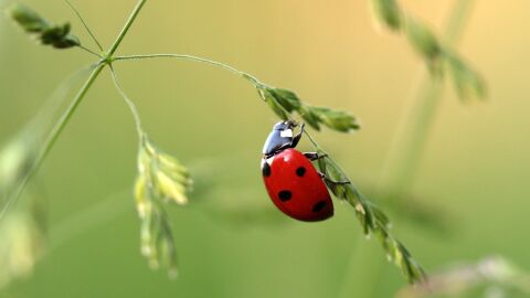 Los insectos más comunes, básicos para la biodiversidad, están desapareciendo Los insectos más comunes, básicos para la biodiversidad, están desapareciendo