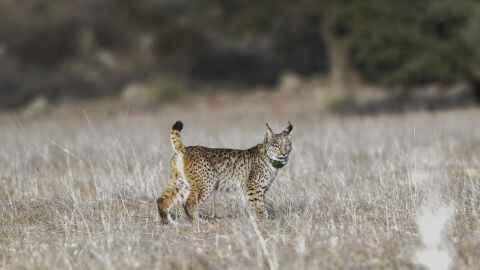El lince ibérico y lince euroasiático El lince ibérico y lince euroasiático