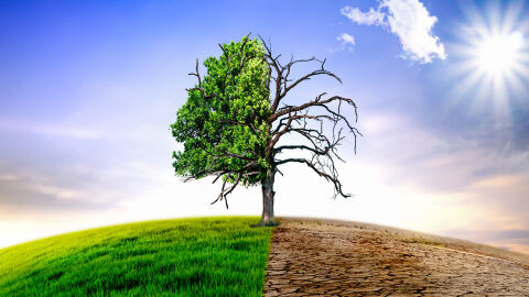 &aacute;rbol con y sin sequ&iacute;a